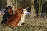 CAVALIER KING CHARLES 346